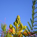 Caesalpinia gilliesi